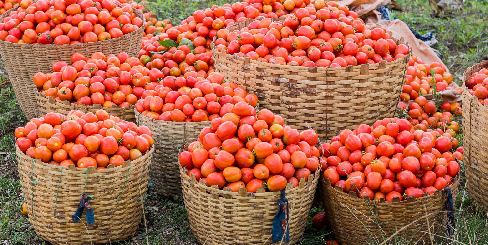 Agricultural Research