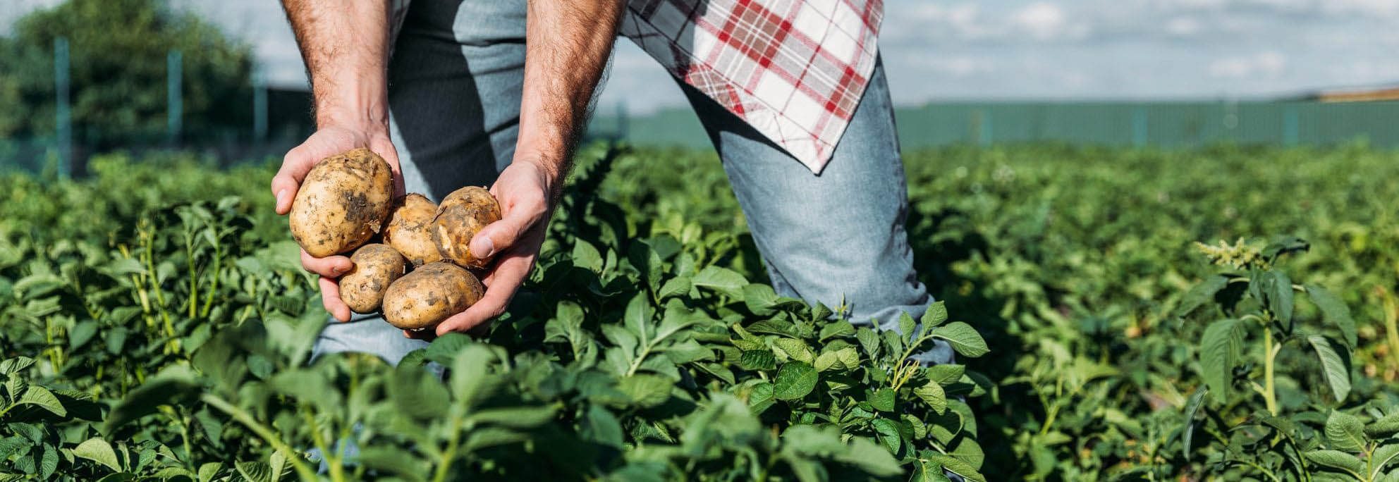 Resilient and Innovative Agriculture